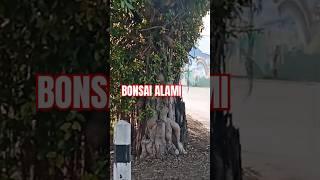 BONSAI ALAMI bonsai nature bonsaitree alamlestariMTS [upl. by Romy]