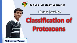 Classification of protozoans  ZooLea  Lesson 3  Biology Zoology [upl. by Malliw492]