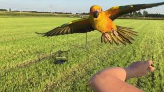 Freeflight Sun Conure struggling with the wind [upl. by Ilrac]