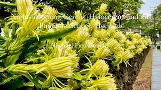 Night blooming cereus at Punahou School Honolulu [upl. by Eadith278]