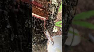 Extracting natural rubber from the rubber tree [upl. by Enileoj]