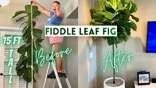 Pruning Fiddle Leaf Fig To Encourage Branching  How to Propagate  Ficus Lyrata [upl. by Caddaric]