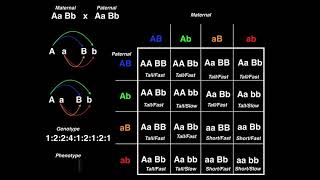 Genotypic and Phenotypic ratios of a dihybrid cross [upl. by Alisha]