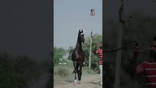 kd horse lover horses horse video [upl. by Sabec]