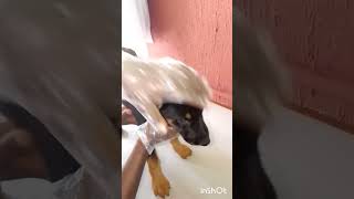 Dog treatment vet doglover dogcare veterinarian puppy dogtreatment viral [upl. by Soloman]