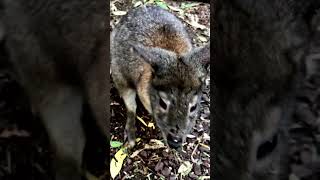 Pademelon Jumps Off [upl. by Alroi]