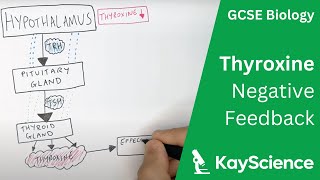 Negative Feedback of Thyroxine  GCSE Biology 91  kaysciencecom [upl. by Fellows]