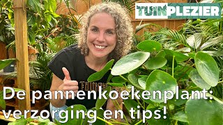 Alles wat je moet weten over de pannenkoekenplant Pilea 🌱  Verzorging en tips 💧  Tuinplezier [upl. by Yltsew870]