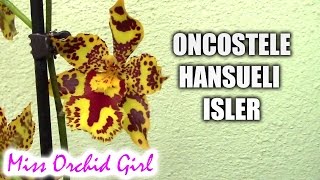 Oncostele Odontocidium Hansueli Isler  The sunflower orchid [upl. by Quackenbush]