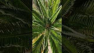 Cycas revoluta Palmfarn mit neuen Palmwedeln Palm Farn Austrieb [upl. by Aivilys803]