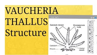 Lecture 01 VAUCHERIA Thallus Structure [upl. by Eisset]