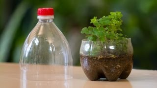 Terrarium Hecho de Botellas CocaCola Recicladas [upl. by Monagan]