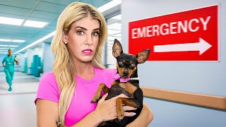 Our Dogs First Time to Emergency Room [upl. by Iat536]