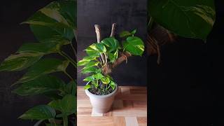 Money Plant Makeover Growing Giant Leaves and Adding Wooden Support 10Month Update [upl. by Shawnee]