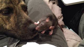 SO CUTE Dog gets his nose cleaned by baby rat [upl. by Adarbil542]