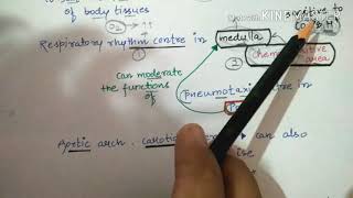 Regulation of respiration by Rhythm centre pneumotaxic centrechemosensitive area etc [upl. by Baniez]