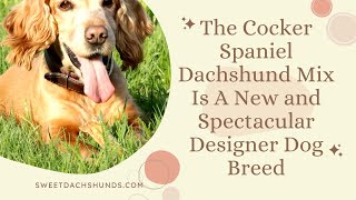 The Cocker Spaniel Dachshund Mix Is A New and Spectacular Designer Dog Breed [upl. by Haronid]