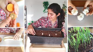 Vegetables and Herbs you can Grow from your Kitchen  Dont buy seeds [upl. by Elfie]