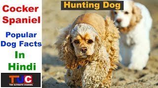 Cocker Spaniel Dog Facts In Hindi  Popular Dog Breeds  The Ultimate Channel [upl. by Huber]