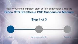 How to culture PSCs in suspension using Gibco CTS StemScale PSC Suspension Medium Initiation [upl. by Pesek]