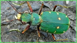 Cicindela campestris  Linnaeus 1758  Carabidae  Cicindèle champêtre  France  072019 [upl. by Iamhaj]