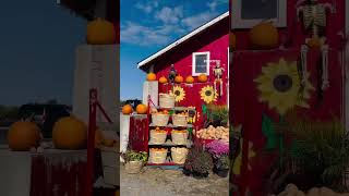 Discover Fall Fun at Carma Farms Just 45 Minutes from Toronto ON Canada 🇨🇦 autumn travel [upl. by Candy]