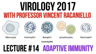 Virology Lectures 2017 14 Adaptive Immunity [upl. by Sholes]