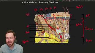 Skin Deep Anatomy and Functions of the Integumentary System [upl. by Vocaay431]