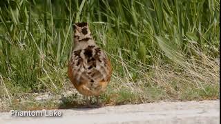 Dancing Woodcock [upl. by Oilut]