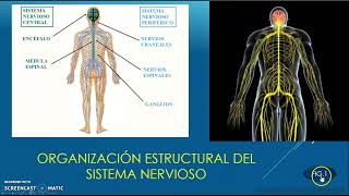 GENERALIDADES DEL SISTEMA NERVIOSO [upl. by Leanatan]