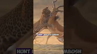 The Art of Leopard Ambush How the Worlds Fastest Animals Hunt Impalas [upl. by Zollie15]