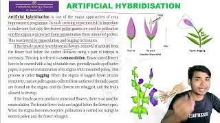 Hybridization  Artificial hybridization sexualreproductioninfloweringplantsclass12 [upl. by Lourie]