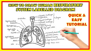 How To Draw Human Respiratory system class 10 with labelled diagram  Human Lungs drawing easy [upl. by Ari]