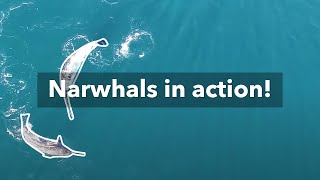 The firstever footage of Narwhals using their tusks for feeding [upl. by Wenz]