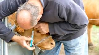 dehorning our Limousin calves [upl. by Janiuszck]