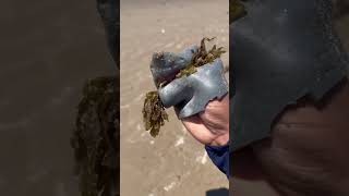 SHARK PUPPET EATS SEAWEED… 💀😳shorts sharkpuppet ocean beach shark funny [upl. by Kyd58]