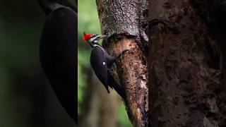 How woodpecker Dont hurt Their Brain 🤯 Beautiful woodpecker original soundamazingfactsytshorts [upl. by Eenobe36]