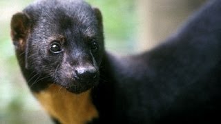 Tayra at Papiliorama Kerzers Switzerland [upl. by Saffian]