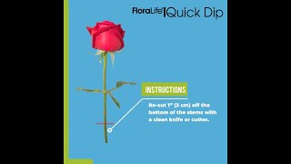 FloraLife® Quick Dip  Instructions [upl. by Attenov499]