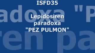 Lepidosiren paradoxa PEZ PULMON parte 23 [upl. by Kara-Lynn]