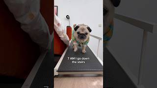 A VERY busy morning in Loulou’s life 😂 Song by The Holderness Fam pug dog shorts [upl. by Tahp]