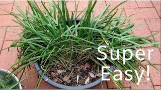 How to Harvest Garlic Chives [upl. by Yelkreb94]