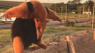 Anteater Wants To Fight [upl. by Canon]