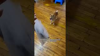 cat pets dog shortsvideo [upl. by Anaihr]