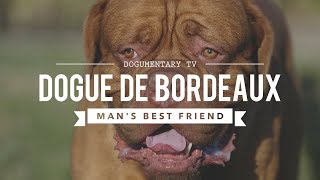 DOGUE DE BORDEAUX MANS BEST FRIEND [upl. by Prakash897]