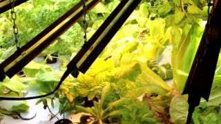 Basement Aquaponics Setup Overview [upl. by Haggai90]