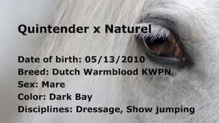 Horse for sale Quintender x Naturel [upl. by Brett278]