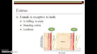 Estrus Cycle in Dogs  Comparing Dog and Cattle Estrus Cycles  Prof UK Atheya  English Lecture [upl. by Germin]