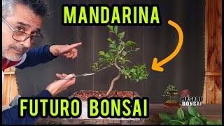 COMO EMPEZAR UN BONSAI de MANDARINA PINZADO CITRICOS [upl. by Ibob913]