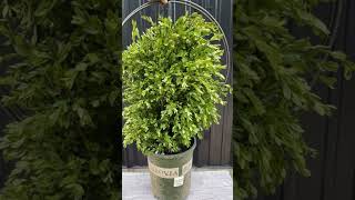 Boxwood Globe DIY Shaping Topiary from TOPIARYTREENET [upl. by Adina]